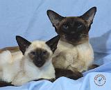 Siamese Cat 9W055D-035